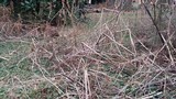 Armillaria gallica image
