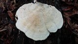 Bondarzewia berkeleyi image