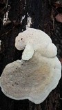Bondarzewia berkeleyi image