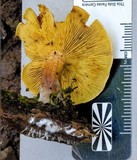 Gymnopilus allantopus image