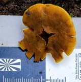 Gymnopilus allantopus image