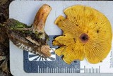 Gymnopilus allantopus image