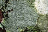 Pertusaria plittiana image