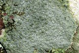 Pertusaria plittiana image