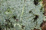 Pertusaria plittiana image