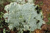 Pertusaria plittiana image
