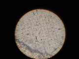 Rugosomyces carneus image