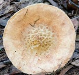 Amanita ochrophylla image