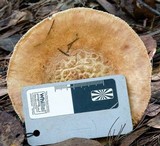 Amanita ochrophylla image