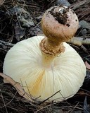 Amanita ochrophylla image