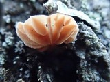 Phaeomarasmius rimulincola image