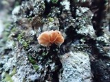 Phaeomarasmius rimulincola image