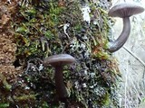 Pseudoclitocybe cyathiformis image