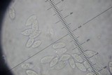 Gymnopus spongiosus image