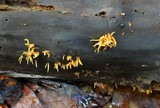 Calocera cornea image