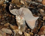Entoloma ferruginans image