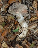 Entoloma ferruginans image