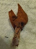 Gyromitra infula image