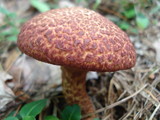 Suillus spraguei image