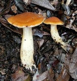 Cortinarius pluvius image