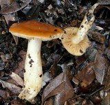 Cortinarius pluvius image