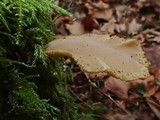 Hohenbuehelia petaloides image