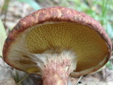 Suillus spraguei image