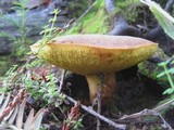 Boletus subtomentosus image