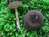 Lactarius lignyotellus image