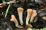 Clavariadelphus truncatus image