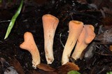 Clavariadelphus truncatus image