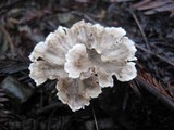 Cotylidia diaphana image