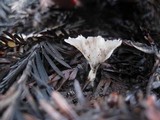 Cotylidia diaphana image