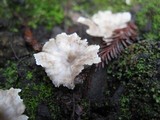 Cotylidia diaphana image