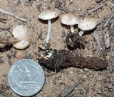 Marasmius albogriseus image