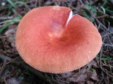 Russula tenuiceps image