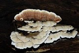 Gloeoporus dichrous image