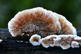 Gloeoporus dichrous image