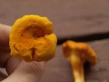 Hygrocybe miniata image