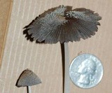 Coprinellus xanthothrix image