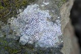 Trapelia coarctata image