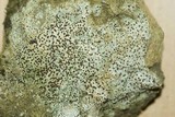 Trapelia coarctata image