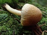 Inocybe fuscidula image