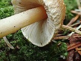 Inocybe fuscidula image