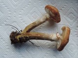 Armillaria solidipes image