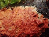 Phanerochaete sanguinea image