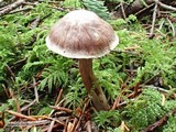 Cortinarius velenovskyi image