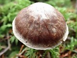 Cortinarius velenovskyi image