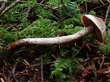 Cortinarius velenovskyi image