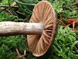 Cortinarius velenovskyi image